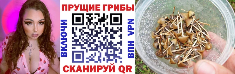 Псилоцибиновые грибы Psilocybe  цены   Арамиль 